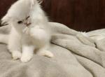 Chip - Persian Kitten For Sale - Yonkers, NY, US