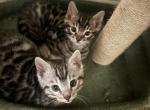 Sassys Litter - Bengal Kitten For Sale - Arvada, CO, US