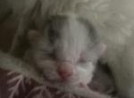 Breathtakingly precious - Domestic Kitten For Sale - Farmington, CT, US