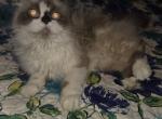 Sarah - Himalayan Cat For Sale - 