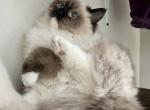 Tsunami - Ragdoll Kitten For Sale - 