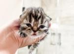 Penelopes Kitten Updated Pics - Persian Kitten For Sale - 