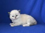 Mellos Litter - Ragdoll Kitten For Sale - WI, US