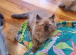 Roosevelt - Ragdoll Kitten For Sale - Hackettstown, NJ, US