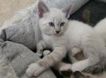 Tigger - Siamese Kitten For Sale - Grain Valley, MO, US