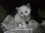 Olaf - Siamese Kitten For Sale - Grain Valley, MO, US