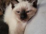 Kittens siamese - Siamese Kitten For Sale - El Sobrante, CA, US