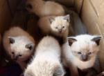 Ragdoll and Siames - Ragdoll Kitten For Sale - Catasauqua, PA, US