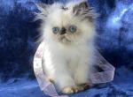 Persian Himalayan Kitten female - Persian Kitten For Sale - Long Beach, CA, US