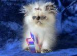 Persian Himalayan Kitten female - Persian Kitten For Sale - Long Beach, CA, US