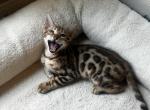 Jewels kittens - Bengal Kitten For Sale - Seattle, WA, US