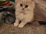 Male Persian - Persian Kitten For Sale - Las Vegas, NV, US