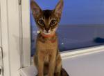 Kitten C4 - Abyssinian Kitten For Sale - 