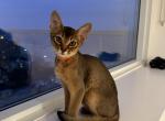 Kitten C4 - Abyssinian Kitten For Sale - 