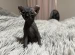 Black elf - Sphynx Kitten For Sale - 