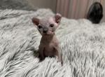 Seal point elf - Sphynx Kitten For Sale - 