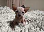 Seal point female - Sphynx Kitten For Sale - 