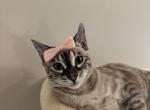 Stella - Bengal Kitten For Sale - 