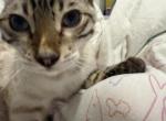 Chase - Bengal Kitten For Sale - 