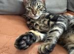 Macy - Bengal Kitten For Sale - 