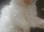 Flame point Siamese long hair - Balinese Kitten For Sale - Clay, MO, US