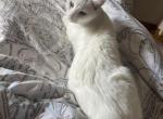 Cleopatra - Domestic Cat For Sale - Albuquerque, NM, US