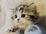 Golden Chinchilla Persian Ragdolls - Ragdoll Kitten For Sale - 