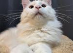 Arnošt polydactyl - Maine Coon Kitten For Sale - 