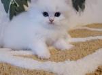 Happy - British Shorthair Kitten For Sale - 