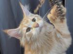 Apetr  polydactyl - Maine Coon Kitten For Sale - 