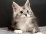 Innokentiy - Maine Coon Kitten For Sale - Hollywood, FL, US