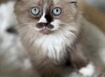 Moose - Ragdoll Kitten For Sale - 