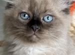 Bear - Ragdoll Kitten For Sale - 