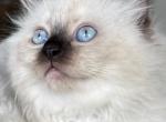 Cotton - Ragdoll Kitten For Sale - Hyde Park, NY, US