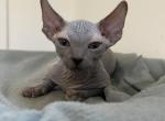 Bambino male cat BLUE color - Bambino Kitten For Sale - Miami, FL, US