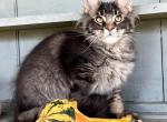 Leo - Maine Coon Kitten For Sale - 