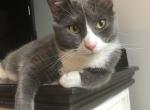 Bo male and Bella female - Domestic Cat For Adoption - NC, US