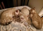 Olaf's babies - Bengal Kitten For Sale - Phoenix, AZ, US