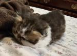 Junior - Persian Kitten For Sale - 