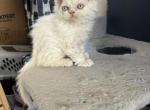 Mowgli Male White Curly Selkirk Rex - Selkirk Rex Kitten For Sale - 