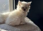 June Female Color Point Grey Selkirk Rex - Selkirk Rex Kitten For Sale - Columbus, OH, US