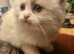 Missy May's Sugar Pies - Ragdoll Kitten For Sale - Bridgeport, CT, US