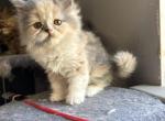 Cali Female Dilute Selkirk Rex - Selkirk Rex Kitten For Sale - 