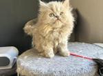 Nala Female Lilac Selkirk Rex - Selkirk Rex Kitten For Sale - 