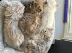 Selkirk Rex TICA Registared - Selkirk Rex Kitten For Sale - 