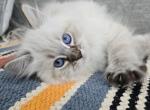 Ansel RESERVED - Siberian Kitten For Sale - Arnold, MO, US