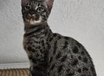 F6 Black nose boy - Savannah Kitten For Sale - 