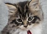 Roman - Siberian Kitten For Sale - Arnold, MO, US