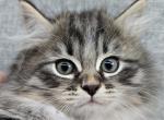 Phoenix - Siberian Kitten For Sale - Arnold, MO, US