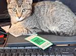 2 kittens 5 mos old - Domestic Kitten For Adoption - 